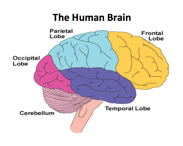 the-human-brain